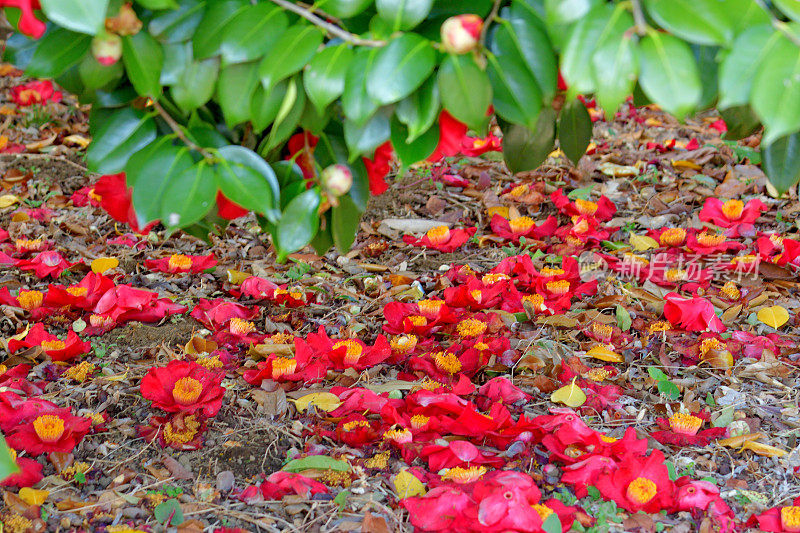 山茶花/日本山茶花花:红色，粉红色和白色